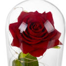 Rózsa üvegbúra alatt beépített LED fényekkel és rózsaszirmokkal - 22x11,5 cm
